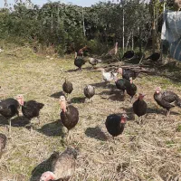 فروش بوقلمون|حیوانات مزرعه|لیسار, |دیوار