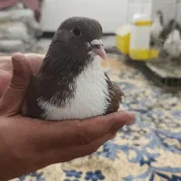 کبوتر کفتر رنگی چادری