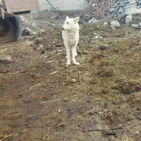 یک سگ هاسکی ماده