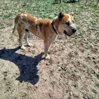 واگذاری‌سگ