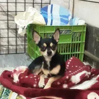 سگ شیواوا شیهواهوا نر اصیل