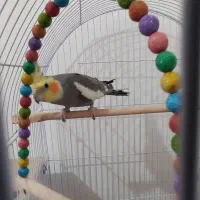 عروس هلندی نر سخنگو|پرنده|تربت جام, مسکن مهر|دیوار