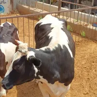 گوساله‌نر‌تلیسه‌ماده‌گاو.کشتاری‌،تکی‌ و یکجایی‌|حیوانات مزرعه|ورامین, |دیوار