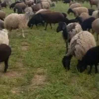 میش بره دار