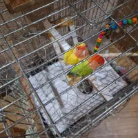 طوطی برزیلی|پرنده|تهران, باشگاه نفت|دیوار