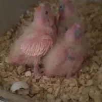 جوجه عروس هلندی|پرنده|نسیمشهر, |دیوار