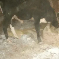 سه عدد گوساله نر