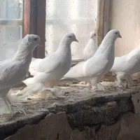 کبوتر رنگی|پرنده|بستان آباد, |دیوار