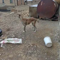 سگ.|سگ|قوچان, |دیوار