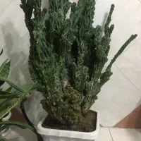 کاکتوس صخره ای