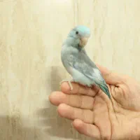 مرغ عشق ، کوتوله ( طوطی پروتلت ، بند انگشتی)