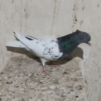 کله مشکی|پرنده|مشهد, رضاییه|دیوار