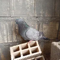 کبوتر اصفهانی