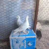 کبوترساراغون المانی درچناران