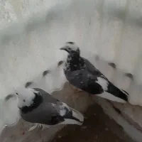 کبوتر پرشی شازده قاره  سبز معاوضه باطوطی برزیلی