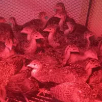 جوجه بوقلمون برنز انگلیس سینه پهن