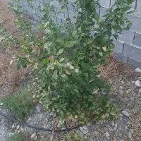 فروش باغ ۱۰۰۰ متری|فروش دفتر صنعتی، کشاورزی، تجاری|دوگنبدان, |دیوار