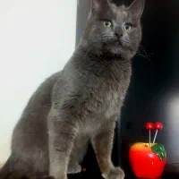 گربه راشن بلو