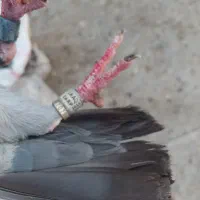 اهوازکوت عبدالله