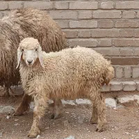 بره ماده شیرمست