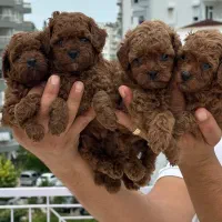 توله پودل توی پودل رد و دارک رد ۶۵ روز