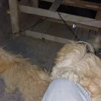 سگ خونگی فوق‌العاده باهوش|سگ|شیراز, بعثت|دیوار