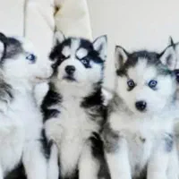 فروش. واگذاری|سگ|لار, |دیوار