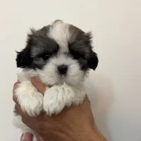 سگ شیتزو سوپرفلت