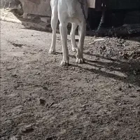 واگذاری توله آلابای|سگ|اصفهان, ارغوانیه|دیوار