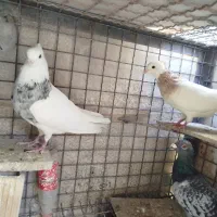 جفت طوق|پرنده|بیرجند, |دیوار