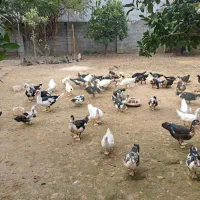 فروش اردک نر و ماده