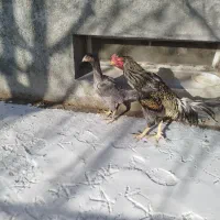 سلام خدمت دوستان لاری باز