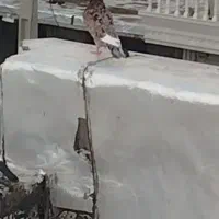 کفتر سرور شکلاتی