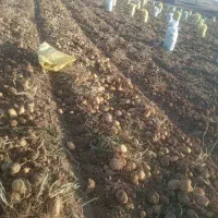 سیب زمینی جیلی .مدل بالا درجه یک.