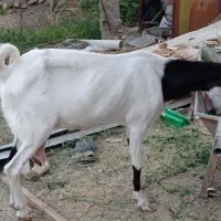 گوسفند مالداری