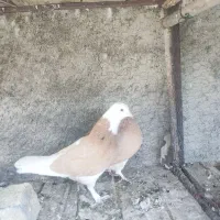 شازده زرد|پرنده|مبارکه, |دیوار