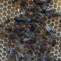 زنبور عسل نژاد کارنیکا|حیوانات مزرعه|قلعه نو, |دیوار