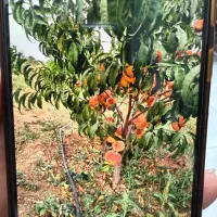 باغ-دیزج-بالا-جاده-بیجار