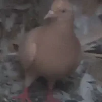 کبوتر گمشده