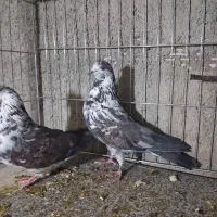 کبوتر سوسکی|پرنده|مبارکه, |دیوار