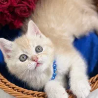 گلد کارامل های  واگذار زیبا