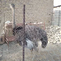 فروش شتر مرغ