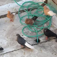 فروش کفتر|پرنده|اهواز, شهرک اکباتان|دیوار