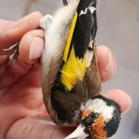 سهره جوجه بهاره