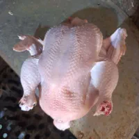 مرغ زنده همراه با پرکنی با بهترین قیمت|حیوانات مزرعه|بیرانوند, |دیوار