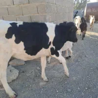 گوساله فروشی