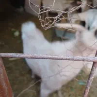 فروش کلار سانن