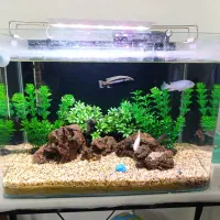 فروش فوری آکواریوم کامل با تمام تجهیزات