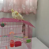 عروس هلندی (لوتینو )|پرنده|قم, بنیاد|دیوار