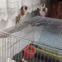 سره دست اموز